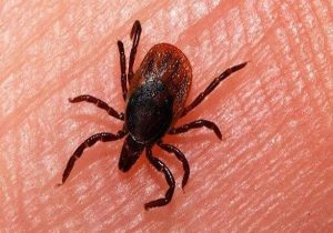 همه‌چیز درباره تب کریمه کنگو