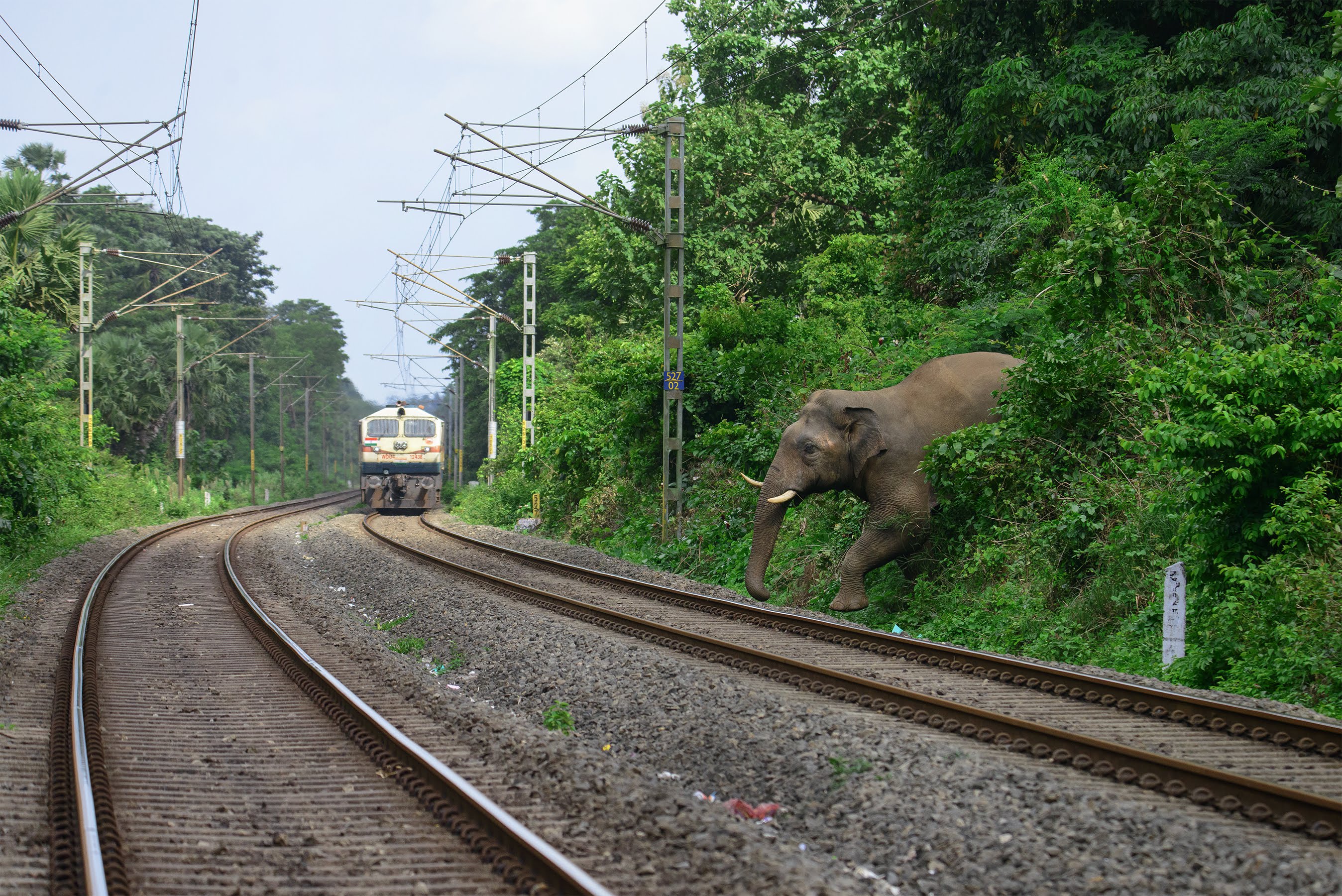 ببینید| استفاده از هوش مصنوعی برای نجات جان فیل‌ها