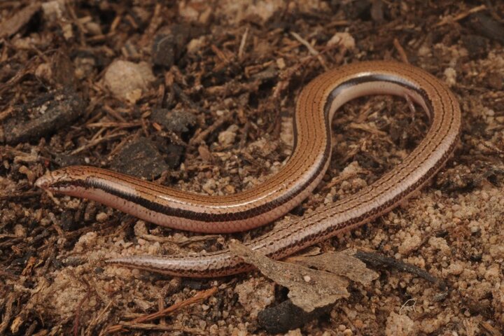 مارمولک بدون دست به‌عنوان گونه‌ جدید معرفی شد