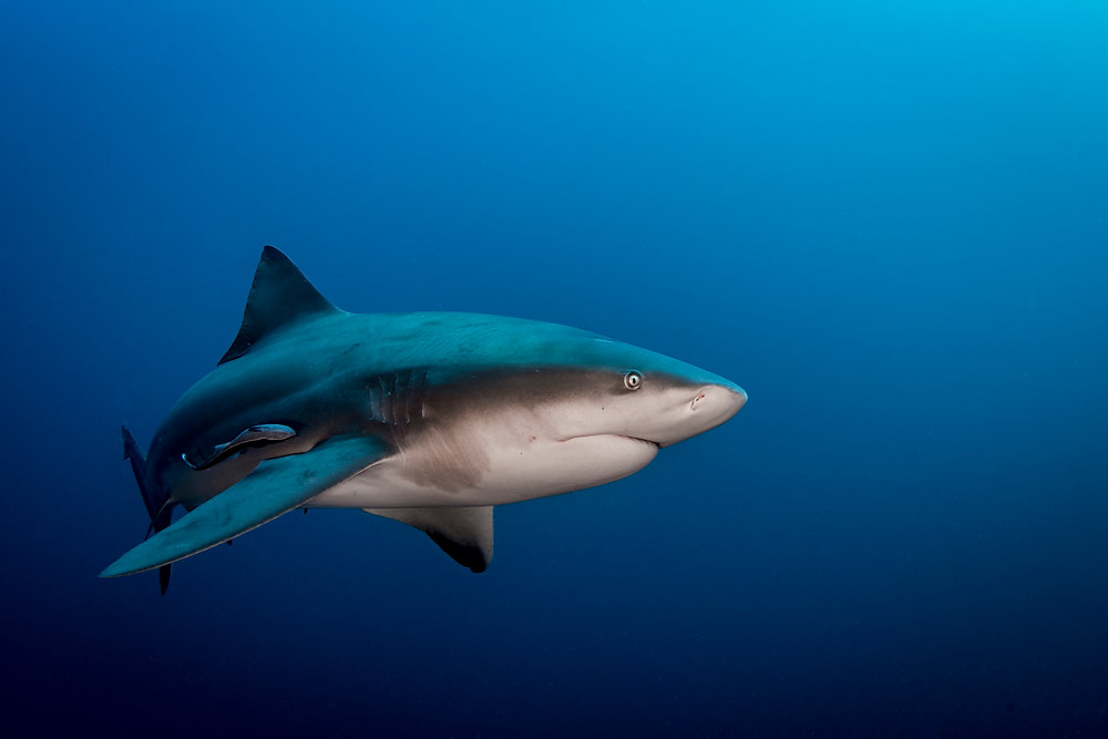 این کوسه عظیم‌الجثه در عصر دایناسورها سلطان اقیانوس‌ها بود!