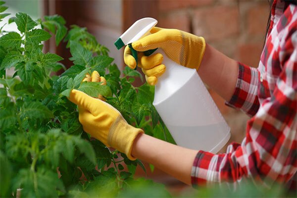 تولید قارچ کُش مفید با فرمولاسیون باکتری از خاک استان یزد