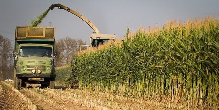 پایان برداشت ذرت علوفه‌ای در شهرستان خاتم