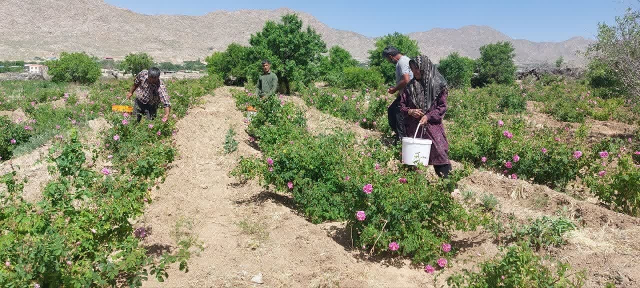 برداشت گل محمدی از گلستان‌های شهرستان تفت