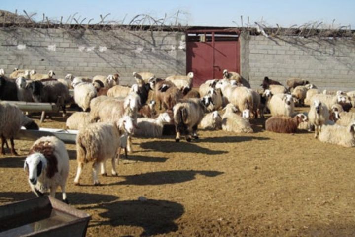 اندیشیدن تدابیر لازم برای جلوگیری از ورود حیوان گوشتخوار به محل نگه داری دام‌ها