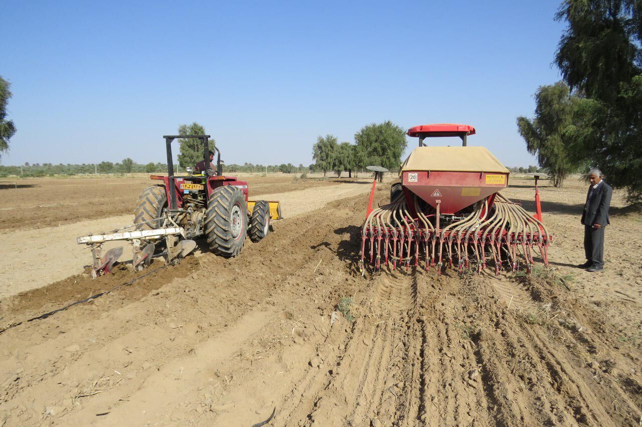 کشت گندم پاییزه در ابرکوه آغاز شد