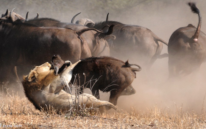 فیلم| عشق مادرانه و اتحاد گله؛ بوفالوها گوساله را از چنگ شیرها نجات دادند