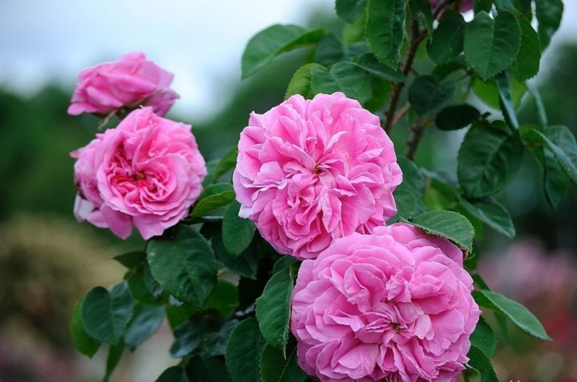 برداشت گل محمدی از مزارع منشاد در مهریز