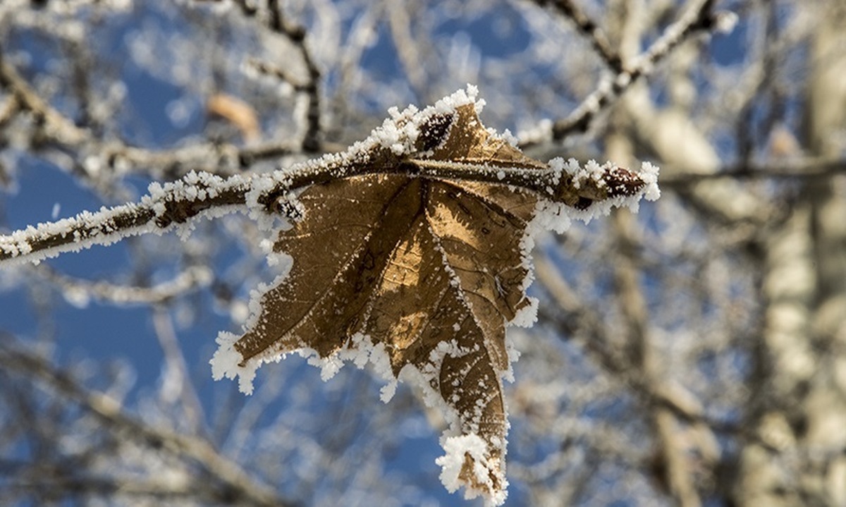 تفال به حافظ جمعه ۲۶ بهمن ۱۴۰۳؛ دلی که غیب نمای است و جام جم دارد...