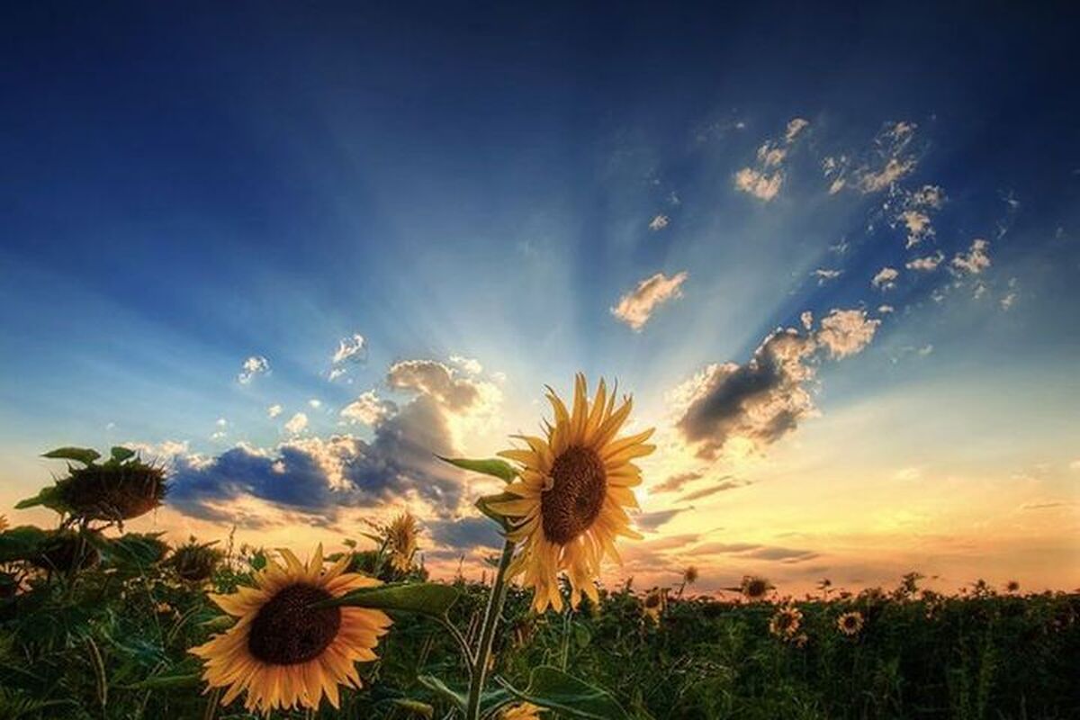 تفال به حافظ چهارشنبه ۱۵ اسفند ۱۴۰۳؛ ما آزموده‌ایم در این شهر بخت خویش...