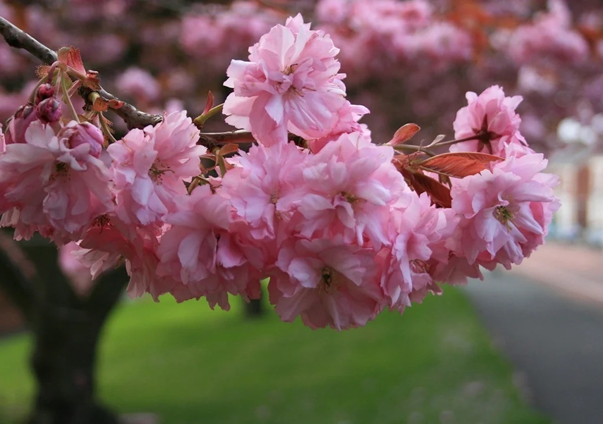 تفال به حافظ چهارشنبه ۶ فروردین ۱۴۰۴؛ شراب و عیش نهان چیست کار بی‌بنیاد...