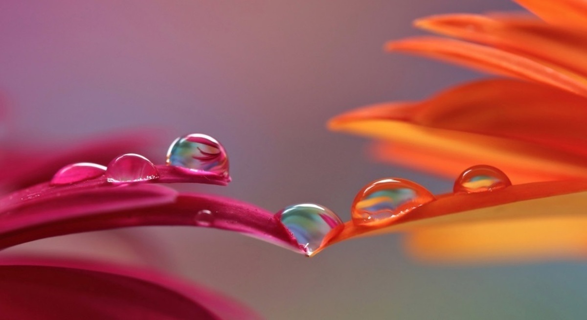 تفال به حافظ پنجشنبه ۱۴ فروردین ۱۴۰۴؛ هزار جهد بکردم که یار من باشی...