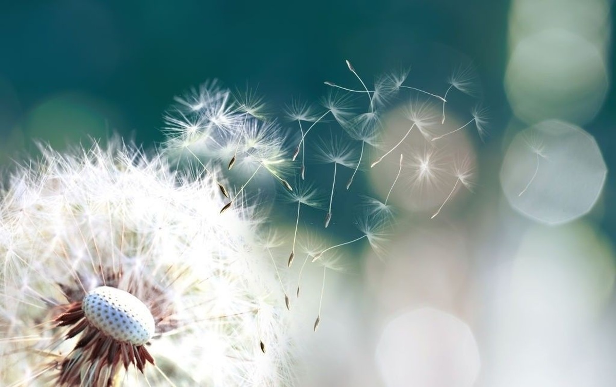 تفال به حافظ جمعه ۱۵ فروردین ۱۴۰۳؛ دلا بسوز که سوز تو کار‌ها بکند...