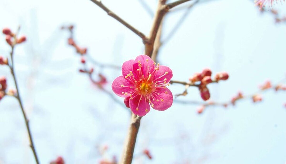 تفال به حافظ دوشنبه ۱۸ فروردین ۱۴۰۴؛ می‌سوزم از فراقت روی از جفا بگردان...