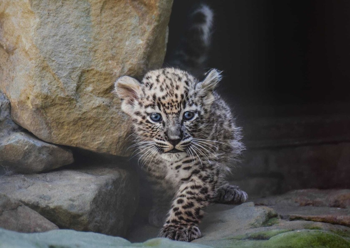 فیلم| نجات دو توله پلنگ توسط یک چوپان در اطراف کازرون