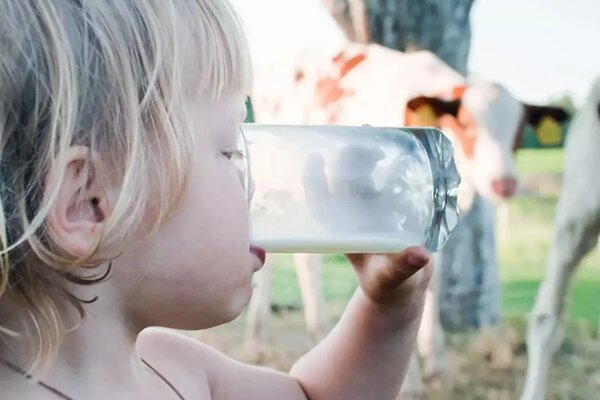 لبنیات سنتی بخوریم یا پاستوریزه؟