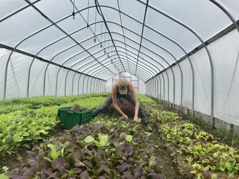 آغاز کاشت نهال در بم