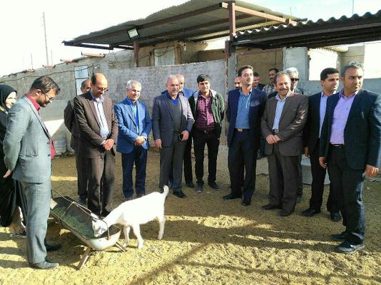 بازدید رئیس نظام صنفی کشاورزی کشور و معاون استاندار و فرماندار ویژه شهرستان  طبس از مجتمع پرورش بز سانن طبس