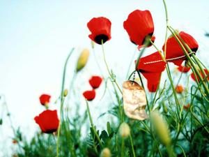 خلدبرین :سرزمین لاله های ارغوانی (1 نظر)