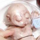 تولید نیمه صنعتی عروسکهای زنده! تولید نیمه صنعتی عروسکهای زنده!