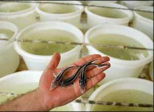 آغاز فصل رها سازی بچه ماهی قزل آلا در شهرستان يزد