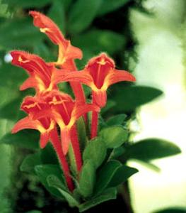 معرفی گل و گیاه >>>>>> كلومنا: Columnea microphulla