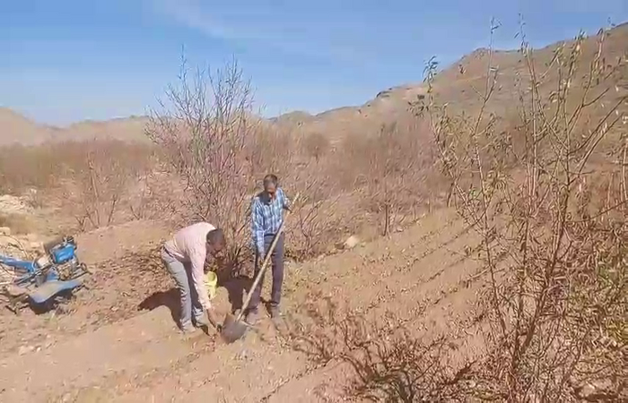 آغاز فصل کاشت زیره سیاه در کوهبنان