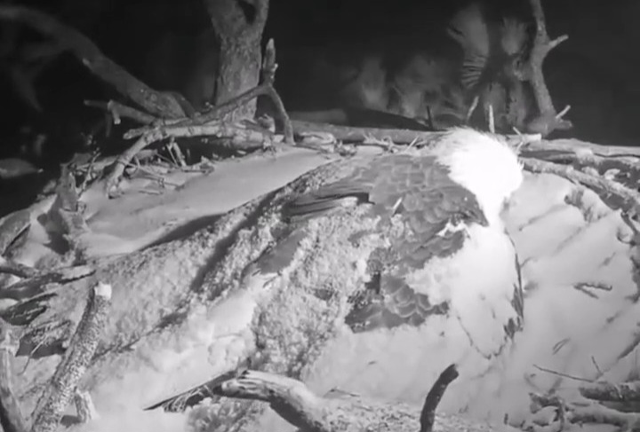 فیلم| محافظت عقاب سرسفید از جوجه‌هایش در برابر طوفان شدید